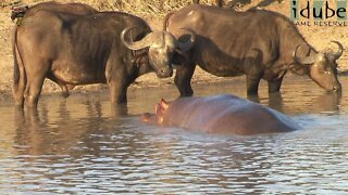 Hippo Greets a Buffalo Herd