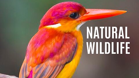 Nature And Wildlife Video – Bird and animal is beautiful creature on our planet