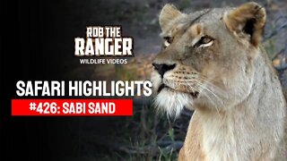 Safari Highlights #426: 12 - 16 August 2016 | Sabi Sand Wildtuin | Latest Wildlife Sightings