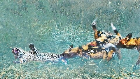 Wild Dogs Get Revenge on Leopard that Caught a Puppy