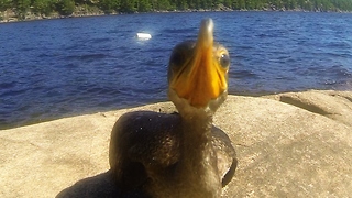 Curious baby cormorant closely investigates camera