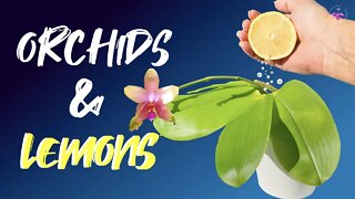 TWO great uses for LEMONS with your #Orchids 🍋| Clean 🧽| Gently pH for SMALL collections & batches