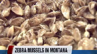 Invasive mussels found in Montana