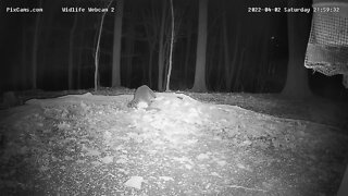 Mystery Orb , Wildlife Cam 2 4/2/22