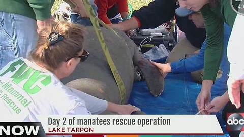 Day 2 of manatees rescue operation