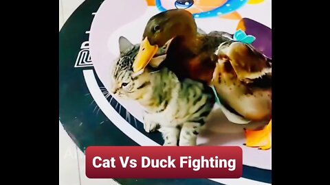 Cat Vs Duck Fighting Funny Video || Animal Crazix