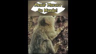 Menor macaco do mundo Sagüi Pigmeu #shorts