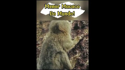 Menor macaco do mundo Sagüi Pigmeu #shorts