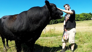 Gentle giant bull politely begs for treats