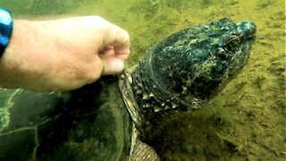 Gigantic snapping turtle allows scuba diver to pull leeches from its neck with his bare hands