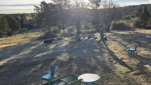 Putting the Dorper sheep out on pasture.