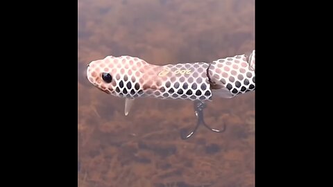 Catching A Fish On A Realistic SNAKE Lure!