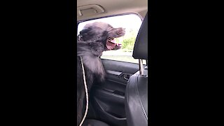 Newfoundland rides with his head out the window