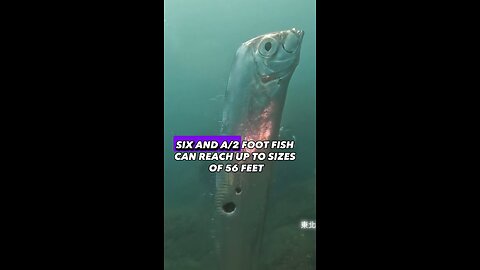 Are These “Doomsday” Oarfish A Sign From God?