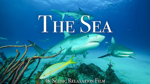 Under The Sea 4K- Scenic Wildlife Flm With Calming Music