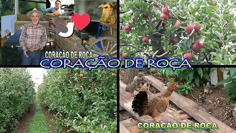 CORAÇÃO DE ROÇA DOMINGO COM SABOR DE MAÇÃ.