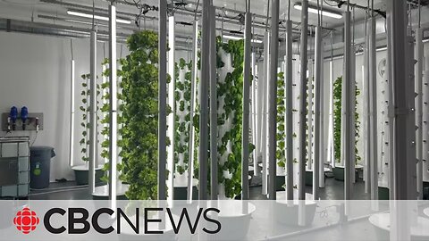 These indoor farms are helping New Brunswick feed itself CBC News