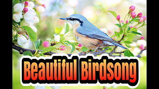 Beautiful Bird Sound