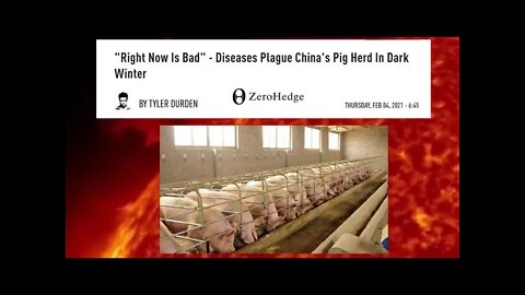 No More Pork On Your Fork? The Price Of Pork Is Set To Skyrocket As Swine Fever Hits Asian Farmers!