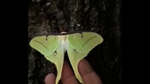 Luna Moth: aka American Moon Moth. Rarely seen by humans. 7/10 day adult lifespan. 200 eggs approx.