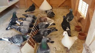 A short video with the birds