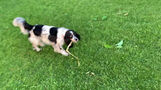 Cute dog thinks yard work is a game