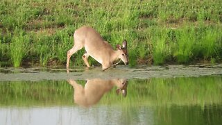 Deer love our Pond weeds!!
