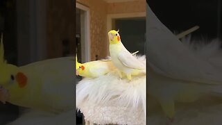 Cute Cockatiels ❤️ 😍 #cockatielscraze