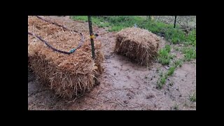 Stage Two of My Straw Bale Garden...