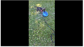 Puppy flips over full water bowl, adorably realizes her mistake