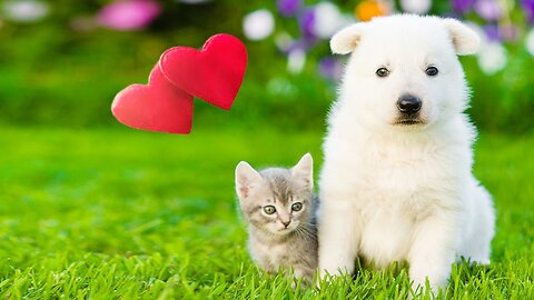 Kittens love this dog-❤️❤️❤️Pets Class Part 103