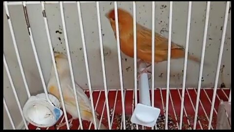 Canary types 🐦 Isabelle and Satiny 👍😍