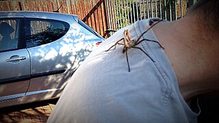 Giant spider on my head