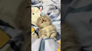 FUNNY CUTE PUPPY - Tiktok Compiled #Shorts