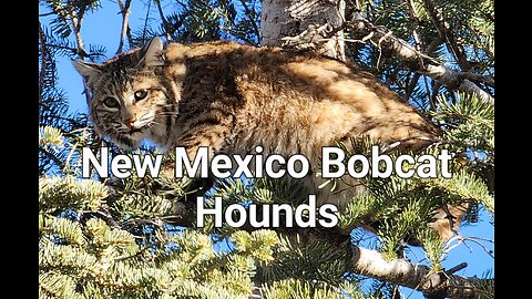 New Mexico Bobcat Hound Hunting