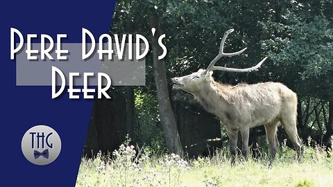 Pere David's Deer
