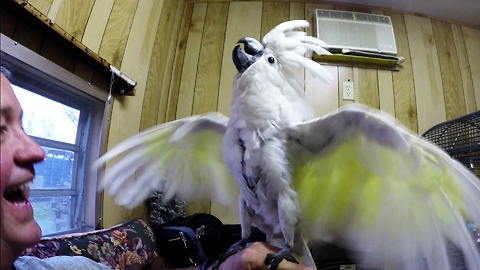 Syd the cockatoo laughs after pulling off prank