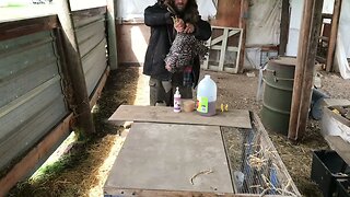 Farmhand Learning To Troubleshoot Chicken Ailments!