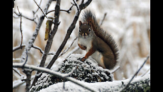 Winter in Canada with squirrels