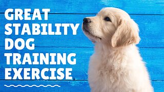 Great Stability Dog Training Exercise!