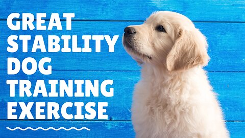 Great Stability Dog Training Exercise!