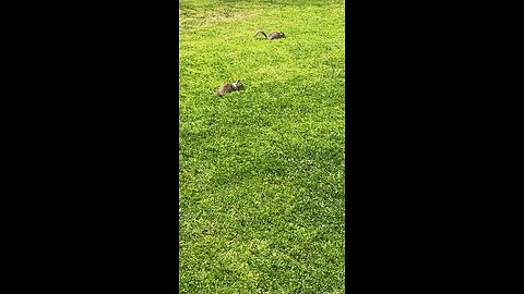 Two Squirrels Outside The Grass Eating #follow #followme #squirrel #grass