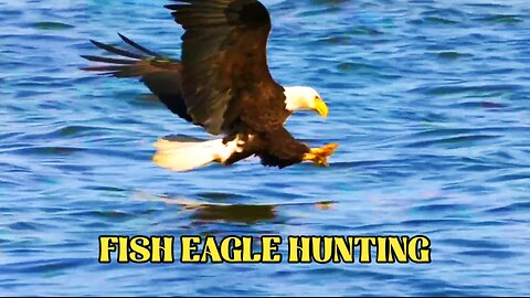 Fish Eagle Hunting