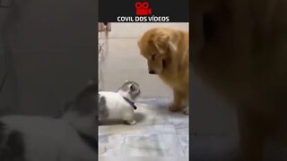 gato baixinho folgado