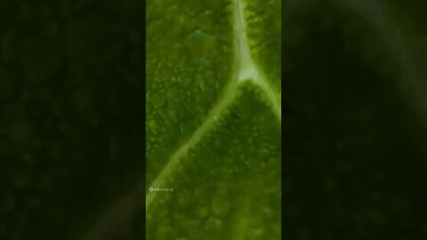 Hit 👍🔔 & SUBSCRIBE for more 🦾🦿🧠🤖📱🖥️🧫 🧬 🔬 🔭 📡#macro #microscope #videography #zoom#viral#leaf #nature