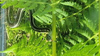 The Garter Snake FINALLY ate a meal!!