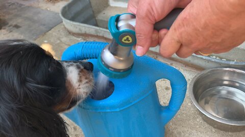 Thirsty dog uses hose as water fountain