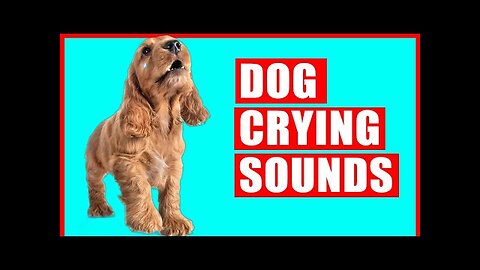 Dog Crying Sound Compilation - Puppy Crying Sound Effect to Stimulate Your Dog