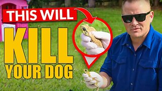 WARNING! ⚠️ #1 DOG KILLER