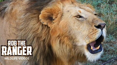 Powerful Lion Roars, Incredible Sound | Maasai Mara Safari | Zebra Plains